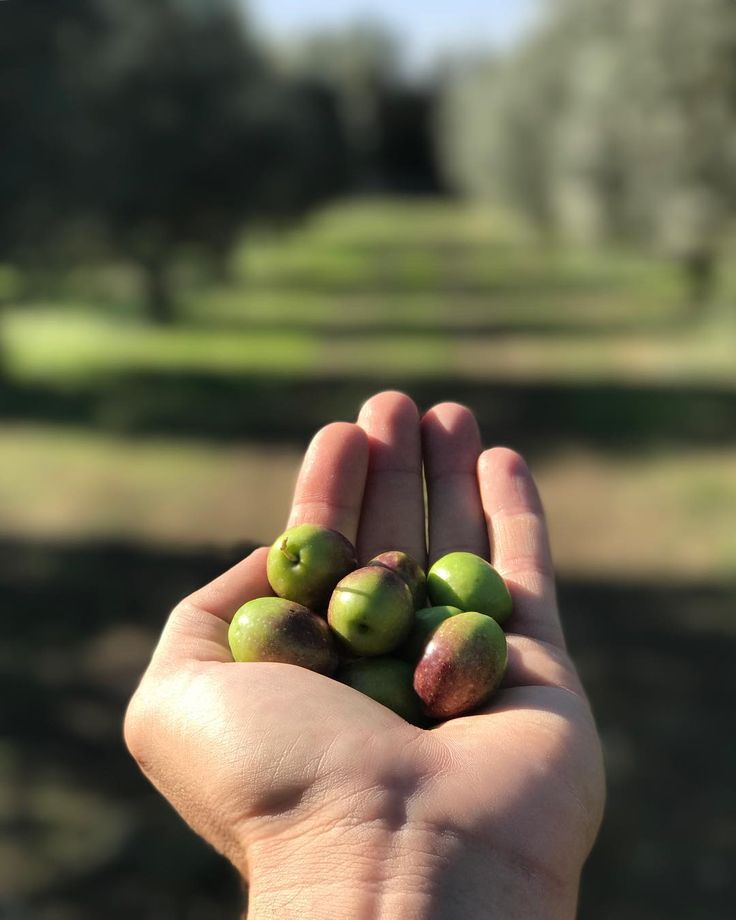 Main tenant des olives