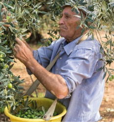 Agriculteurs, olive extra vierge , pressage à froid , artisanale