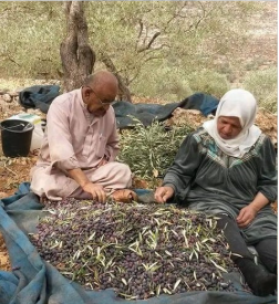 Agriculture artisanale , olive