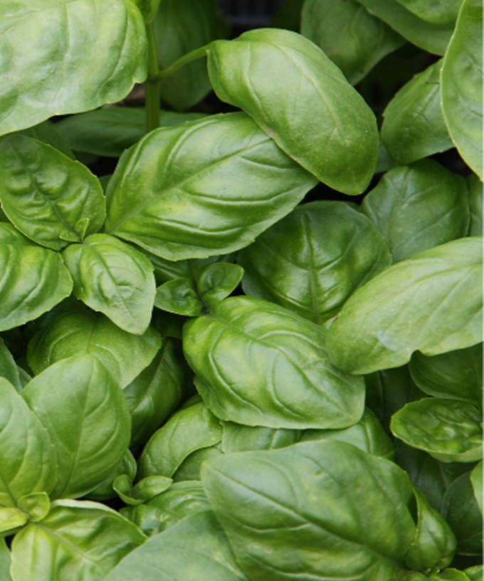 Basilic frais ( huile d'olive extra vierge au basilic )