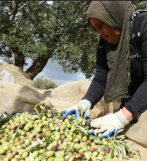 agriculteurs olive , naturel